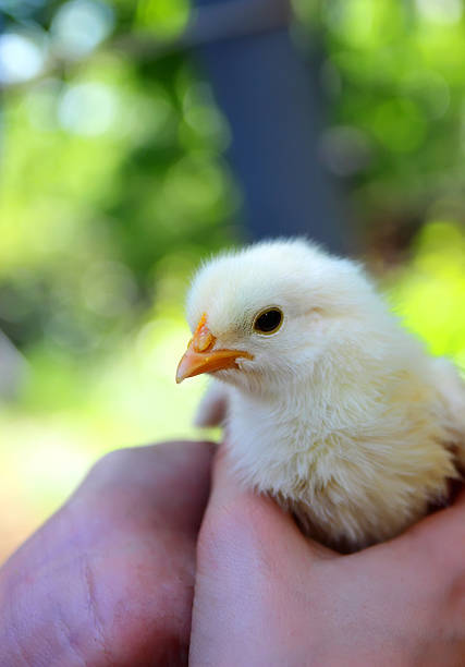 istock Little chicken sitting on a palm. 476164246
