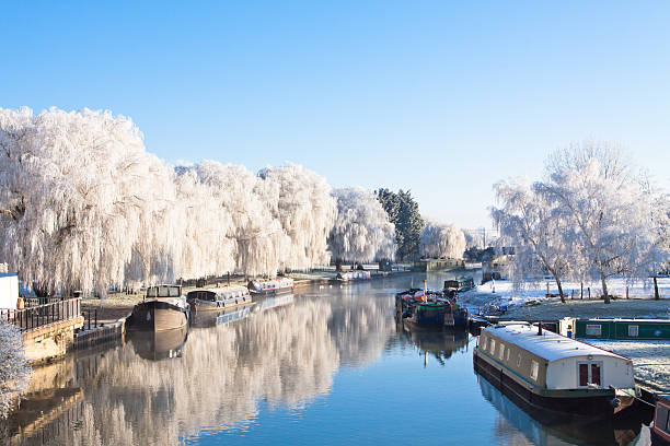 Winter willow tree Winter willow tree at the riverside, Great Ouse river, Cambridgeshire, Ely ely england stock pictures, royalty-free photos & images