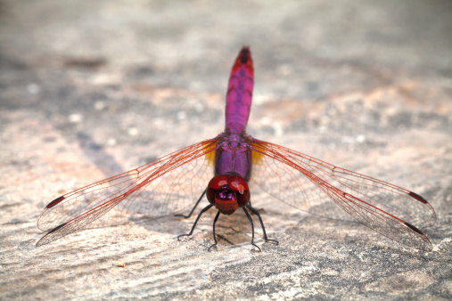 Dragonfly resting on a wall