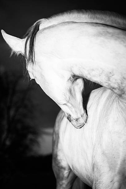 istock Andalusian Horse in Black and White 476165468