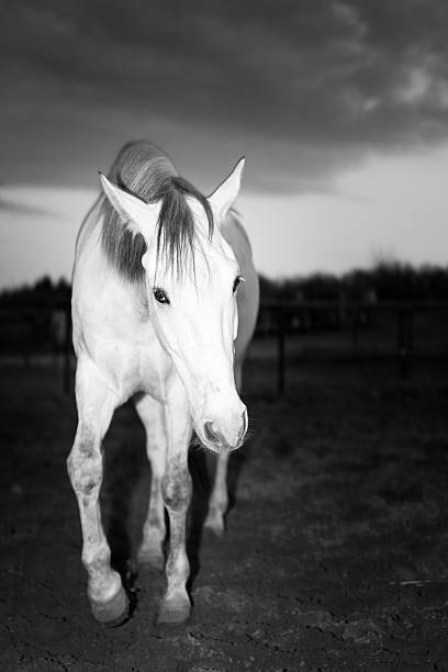 istock Andalusian Horse in Black and White 476165472