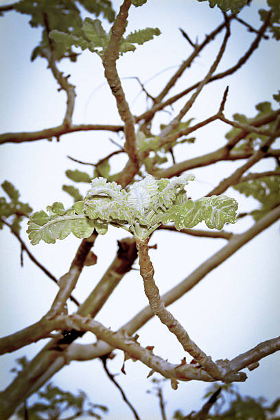 boswellia serrata. família: burseraceae. uma árvore de folha caduca índia - rosids imagens e fotografias de stock