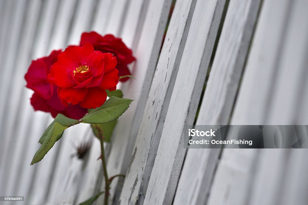 Красные розы на белый Забор - Стоковые фото Вьющаяся роза роялти-фри