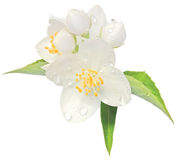 Jasmine flower mock orange blossom macro closeup isolated, Philadelphus coronarius Jasmine flower mock orange blossom macro closeup isolated, Philadelphus coronarius L. lewisii native wildflowers shrub after rain, with dew drops jasmine flower bouquet stock pictures, royalty-free photos & images