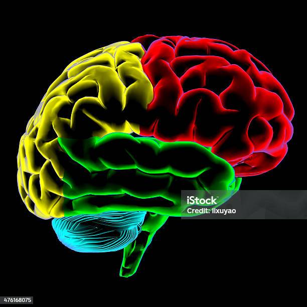 色は人の脳スキャン - ヒトの脳のストックフォトや画像を多数ご用意 - ヒトの脳, 部分, 3D