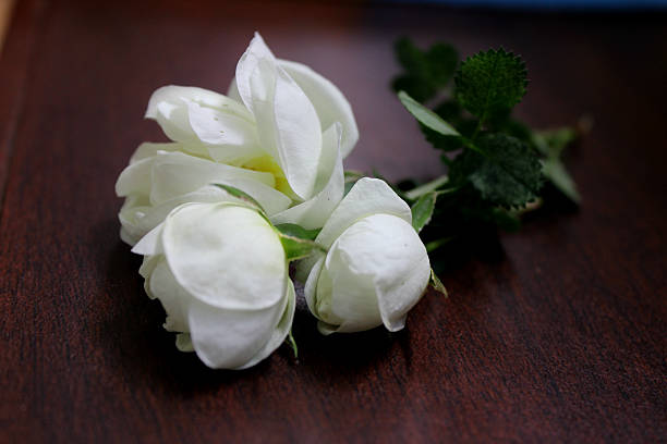 белая роза - white rose flower стоковые фото и изображения