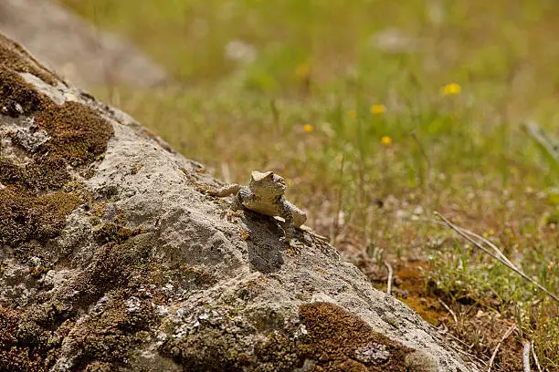 Roughtail Rock Agama lizard in natural environment Turkey