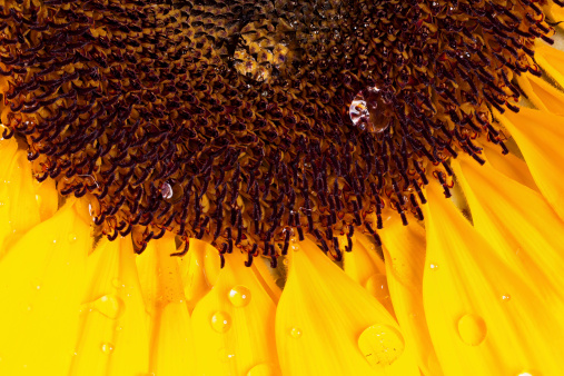 Macro shot of a sunflower with water drops