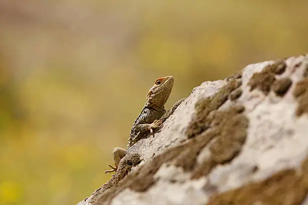 Roughtail Rock Agama lizard in natural environment Turkey
