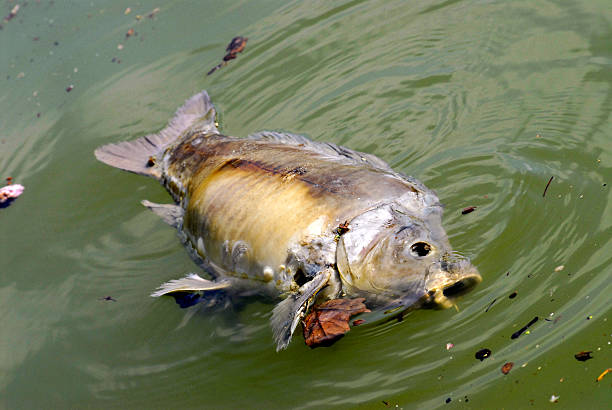 istock dead fish in the water 476169495