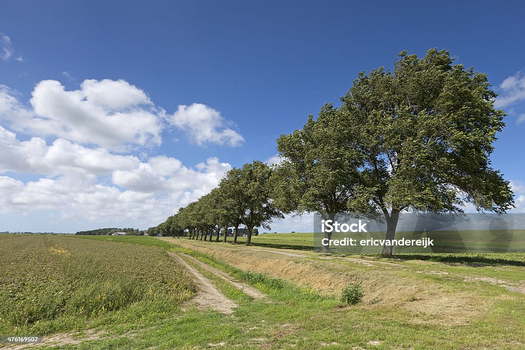 Paesaggio estivo con alberi - Foto stock royalty-free di Albero