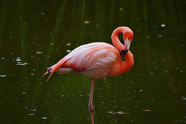 Pink flamingo in water