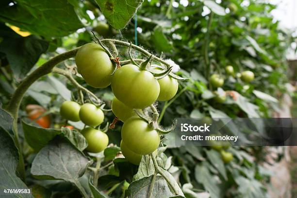 Verdura Verde House - Fotografie stock e altre immagini di Abilità - Abilità, Affari, Agricoltura