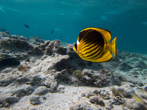 istock Butterfly fish yellow and black 476169822