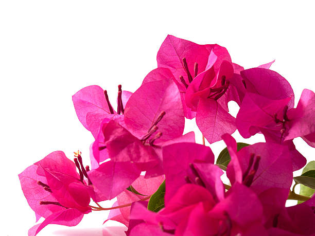 istock Bougainvillea flower 476170496