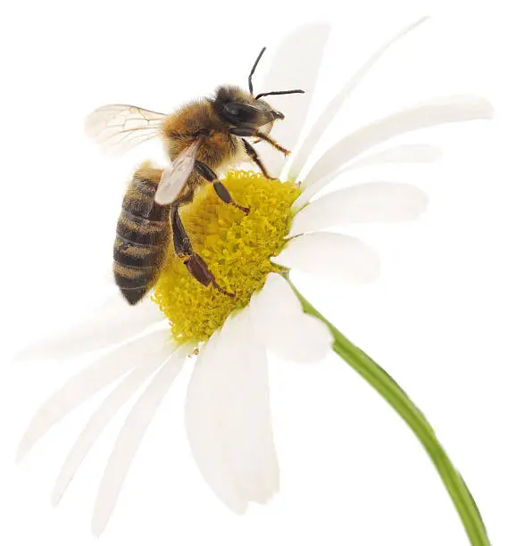 Honeybee and white flower head isolated on a white background
