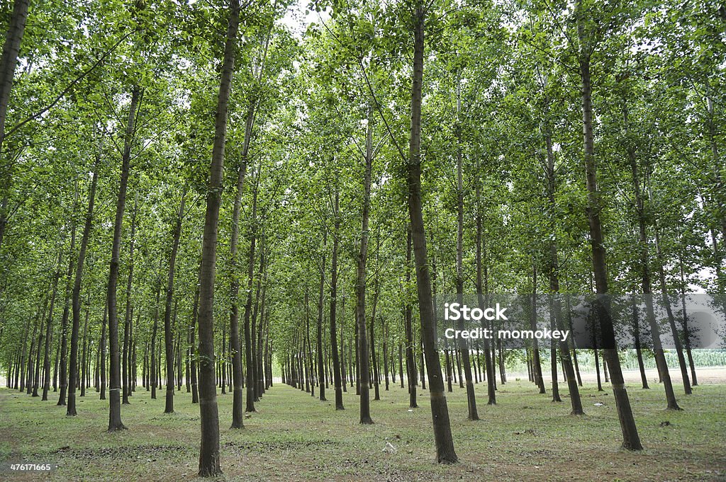 Wood industry in a row Economic forest in a row make high growth of wood industry. Agricultural Technology Stock Photo