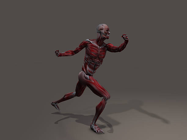 istock Male Musculature 476171983