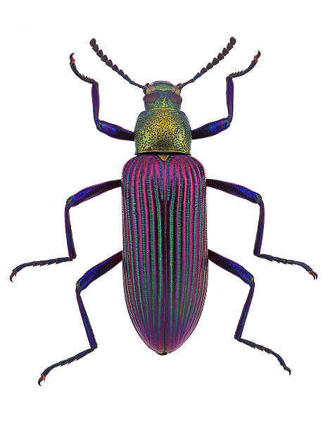 wunderschöne darkling käfer strongylium cupripenne von madagaskar (tenebrionidae) - beetle stock-fotos und bilder