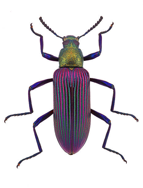 beautiful darkling beetle Strongylium cupripenne from Madagascar (Tenebrionidae)