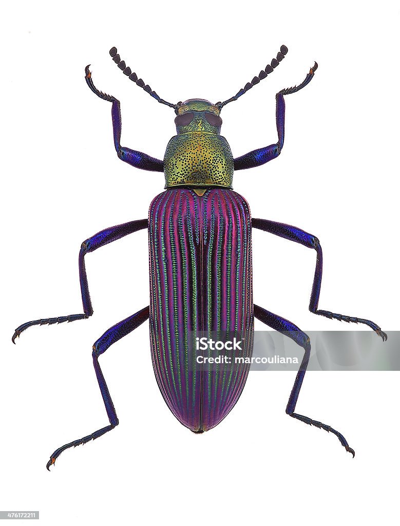 beautiful darkling beetle Strongylium cupripenne from Madagascar (Tenebrionidae) beautiful darkling beetle Strongylium cupripenne from Madagascar (Tenebrionidae), isolated on white Beetle Stock Photo