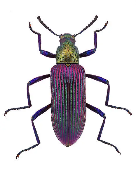 Photo of beautiful darkling beetle Strongylium cupripenne from Madagascar (Tenebrionidae)