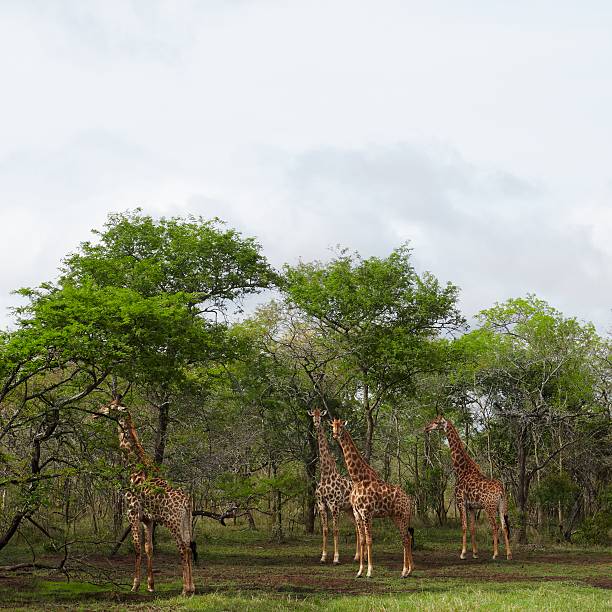 istock Four Giraffes stand in woodland 476172275