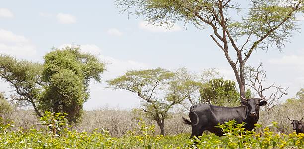 Nguni cow walks along edge of African field Nguni cow walks along edge of African field nguni cattle stock pictures, royalty-free photos & images