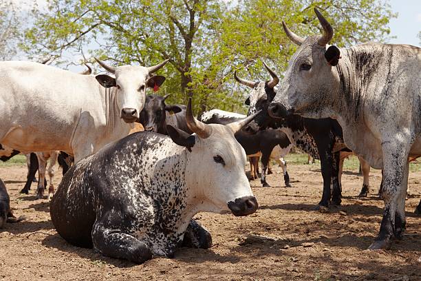 istock Herd of nguni cattle 476172291