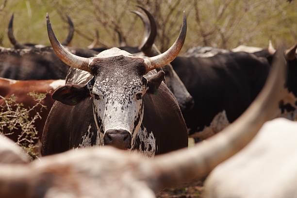 Herd of nguni cattle Herd of nguni cattle nguni cattle stock pictures, royalty-free photos & images