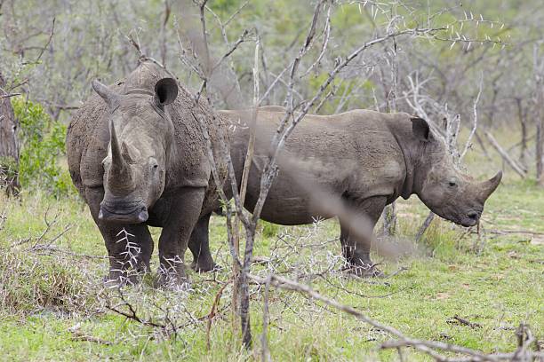 istock Two Rhinoceros stand in African plains 476172321