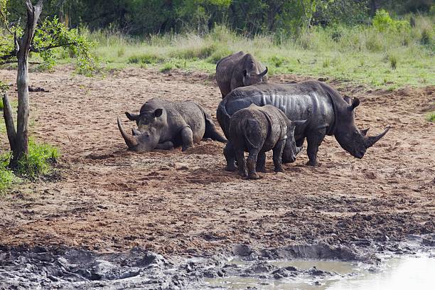istock Herd of Rhinocerous on muddy riverbank 476172325