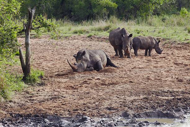 istock Herd of Rhinocerous on muddy riverbank 476172333