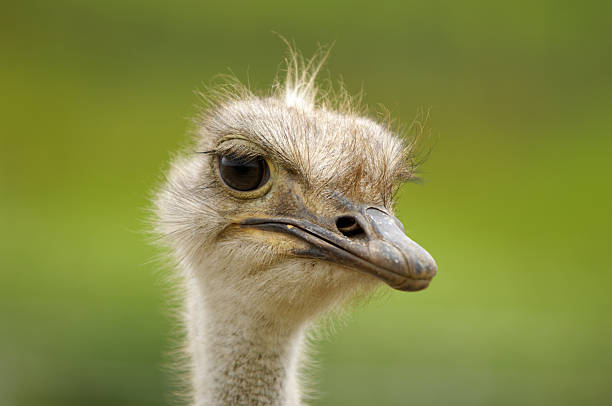 istock Close-up Head Shot of One Ostrich 476172699