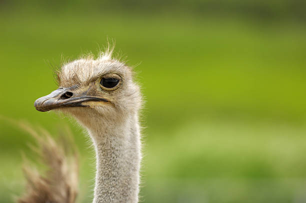 istock Close-up Head Shot of One Ostrich 476172717