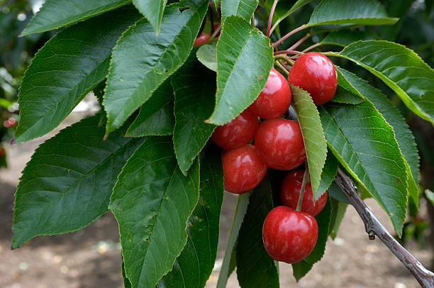 istock Close-up of Ripening Cherries On Tree 476172733