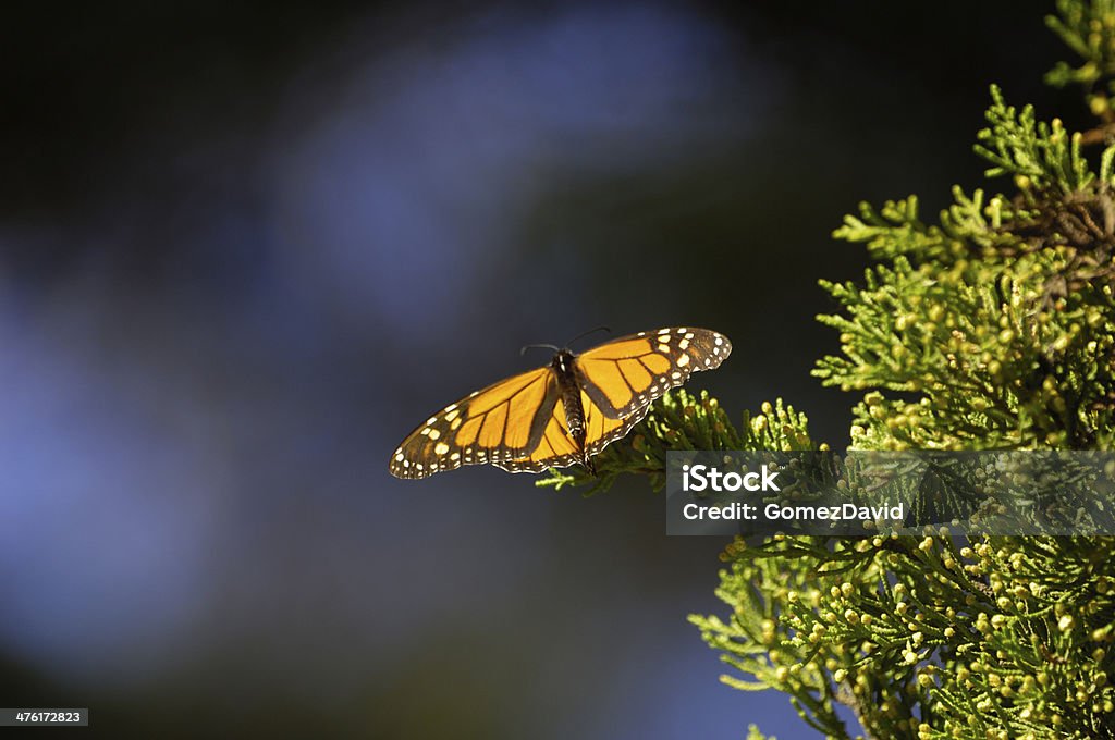 Close-up of Monarch Butterflies on Branch Monarch butterfly (Danaus plexippus) resting on a tree branch in their winter nesting area. Animal Stock Photo