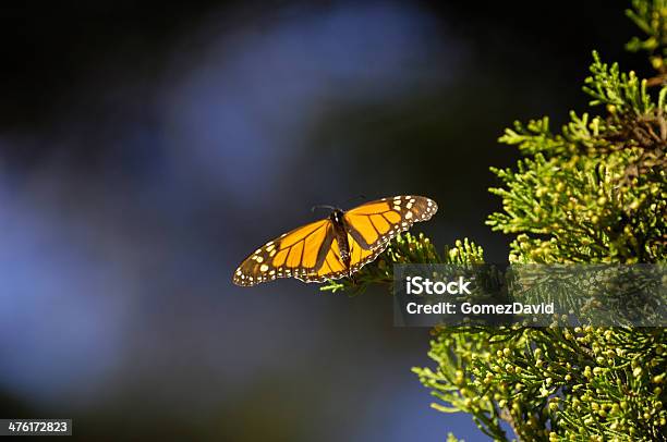 Closeup Of Monarch Butterflies On Branch Stock Photo - Download Image Now - Animal, Animal Migration, Animal Nest