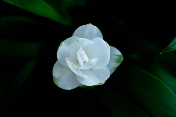 Turmeric alismatifolia stock photo