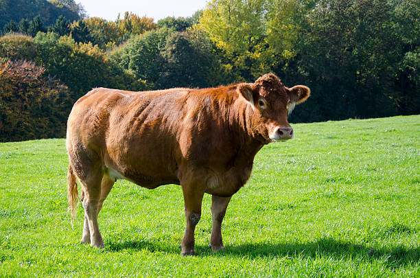 Brown German Cow stock photo