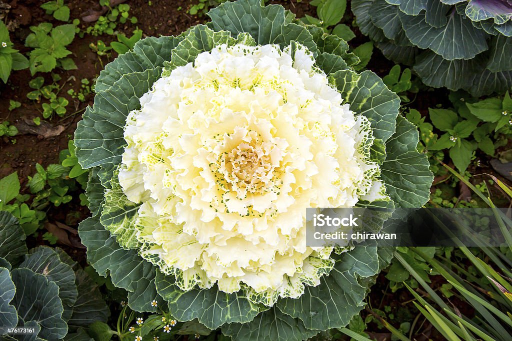 Col - Foto de stock de Agricultura libre de derechos