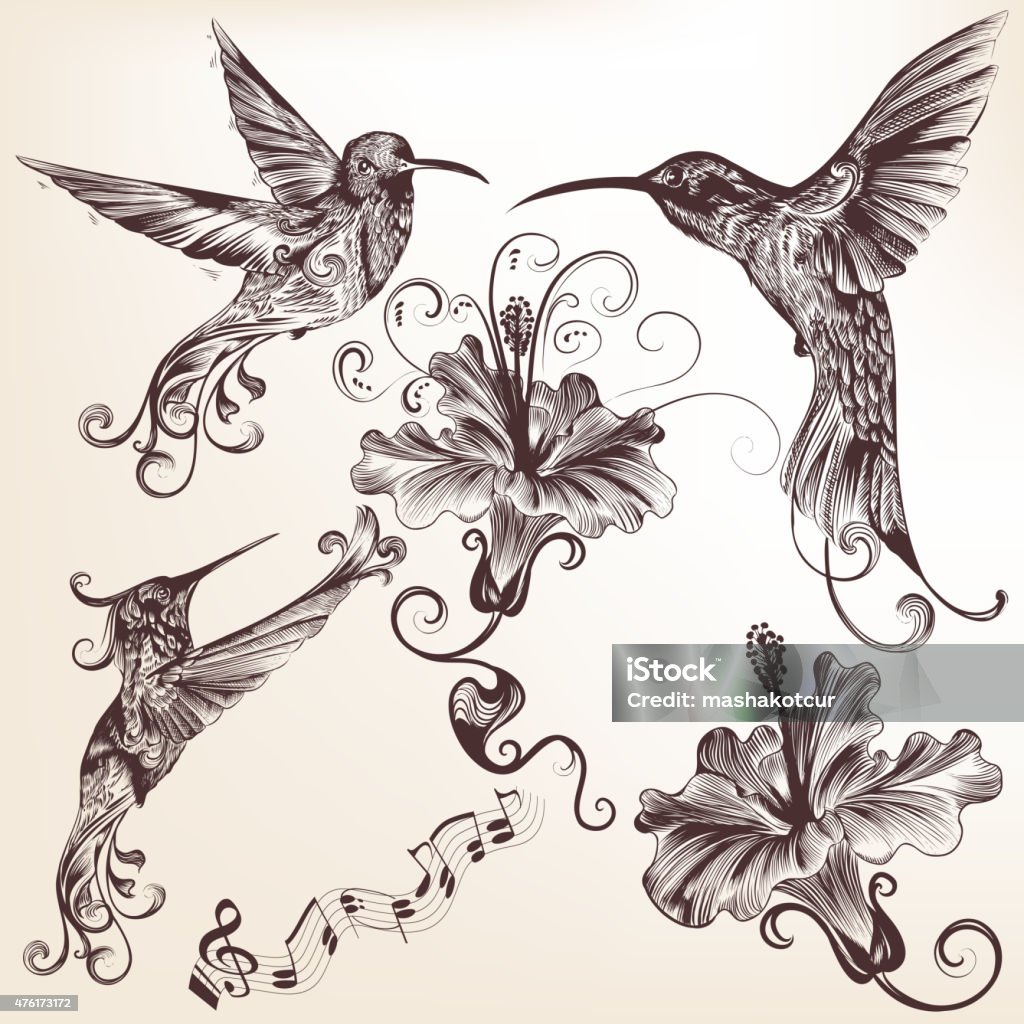 Collection of vector hand drawn hummingbirds for design Vector set of detailed hand drawn birds for design Hummingbird stock vector