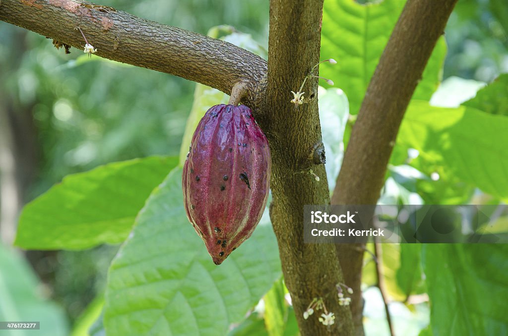 Rosso cacao pod in fabbrica con fiori - Foto stock royalty-free di Fiore