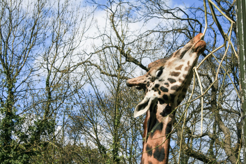 Giraffe at Dudley Zoo