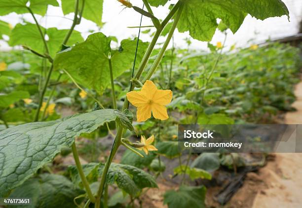 Green House 야채 0명에 대한 스톡 사진 및 기타 이미지 - 0명, 과학, 기계류