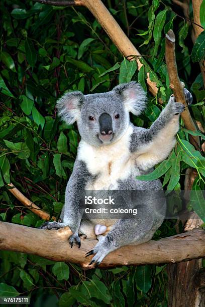 Photo libre de droit de Koala banque d'images et plus d'images libres de droit de Animal arboricole - Animal arboricole, Animal vertébré, Animaux en captivité