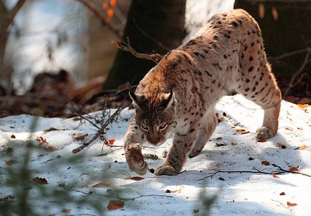 Wild lynx walk on snow in winter A wild lynx lynx walk on snow in a forest of Maramures Mountains,during spring season, Romania maramureș stock pictures, royalty-free photos & images