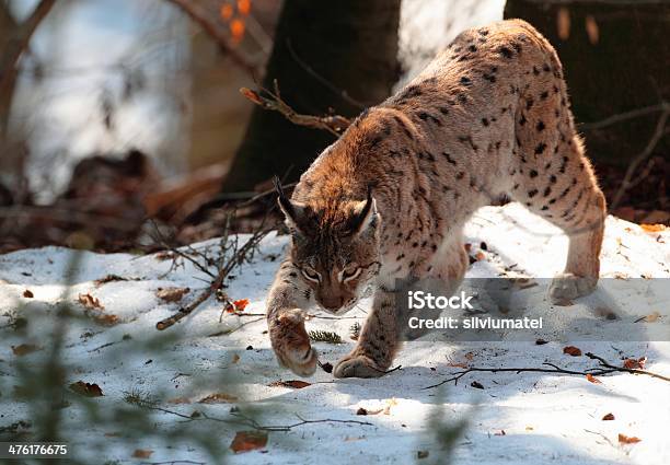 Selvagem Lince Passeio Na Neve No Inverno - Fotografias de stock e mais imagens de Lince - Lince, Roménia, Vida Selvagem