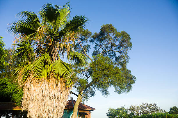 istock palm tree and acacia confusa 476176677