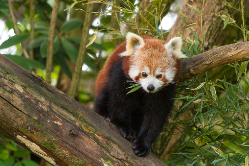 Portrait of a Red Panda.